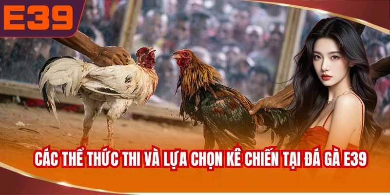cac-the-thuc-thi-va-lua-chon-ke-chien-tai-da-ga-e39 Các thể thức thi và lựa chọn kê chiến tại đá gà E39